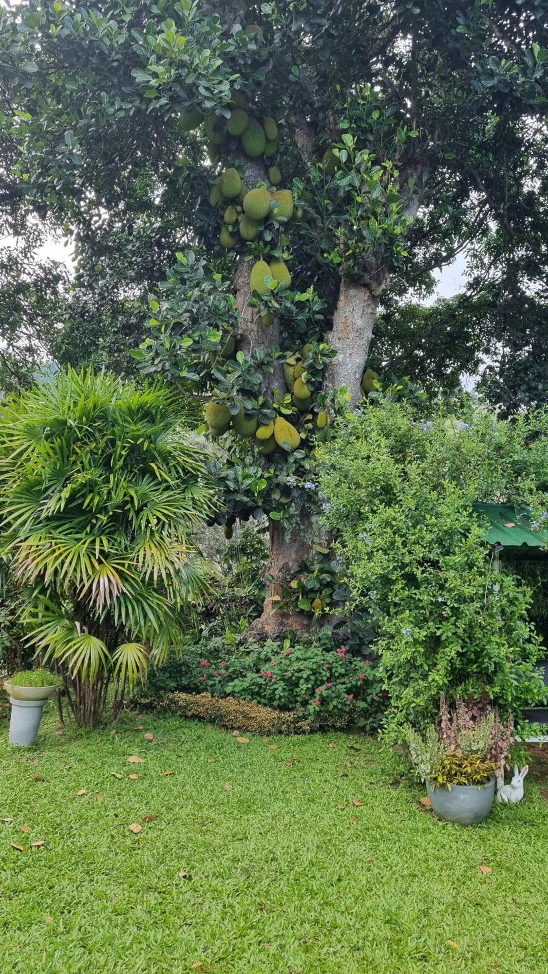 Sithara Estate Bungalow Ella Exteriér fotografie